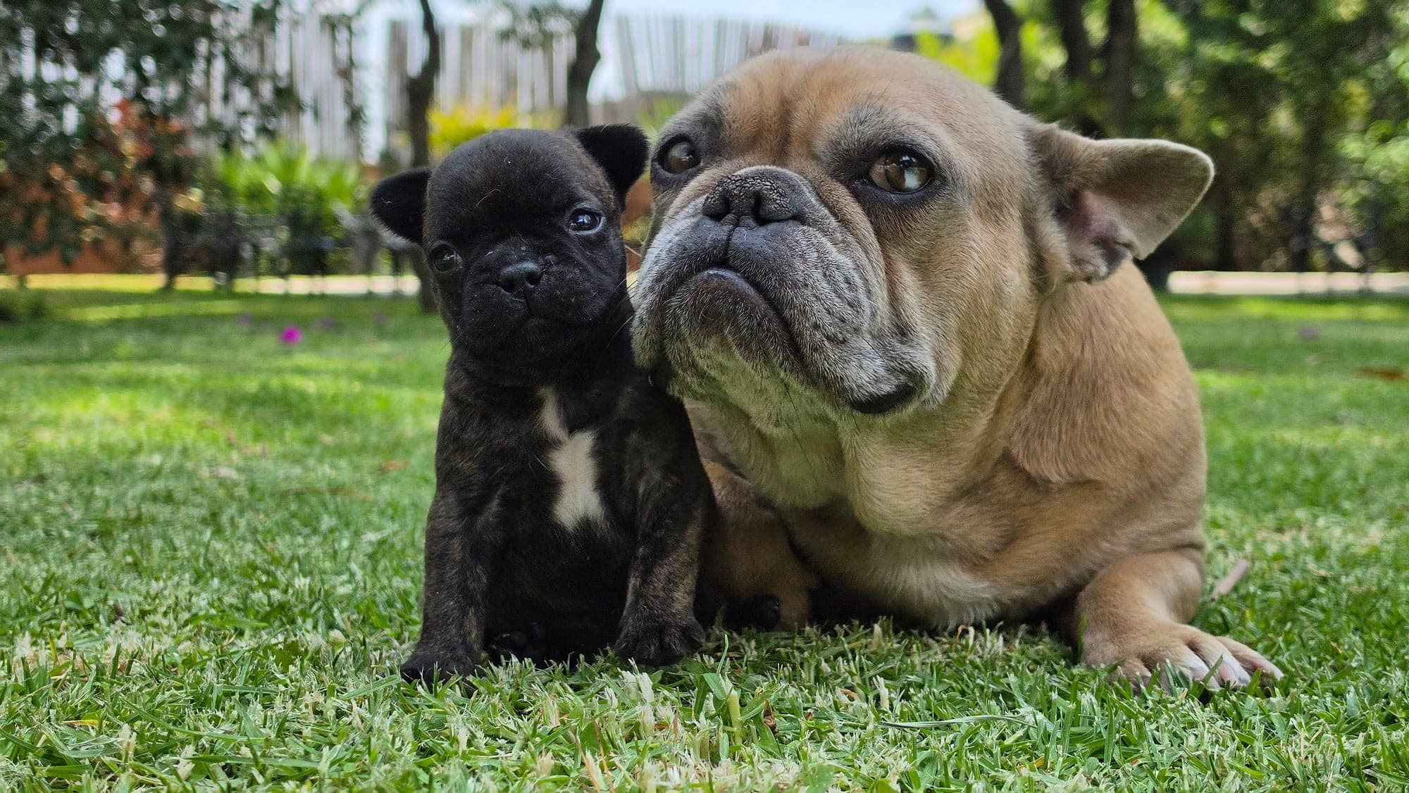 Cachorro y madre Bulldog Francés criados por Purley Frenchie Pups